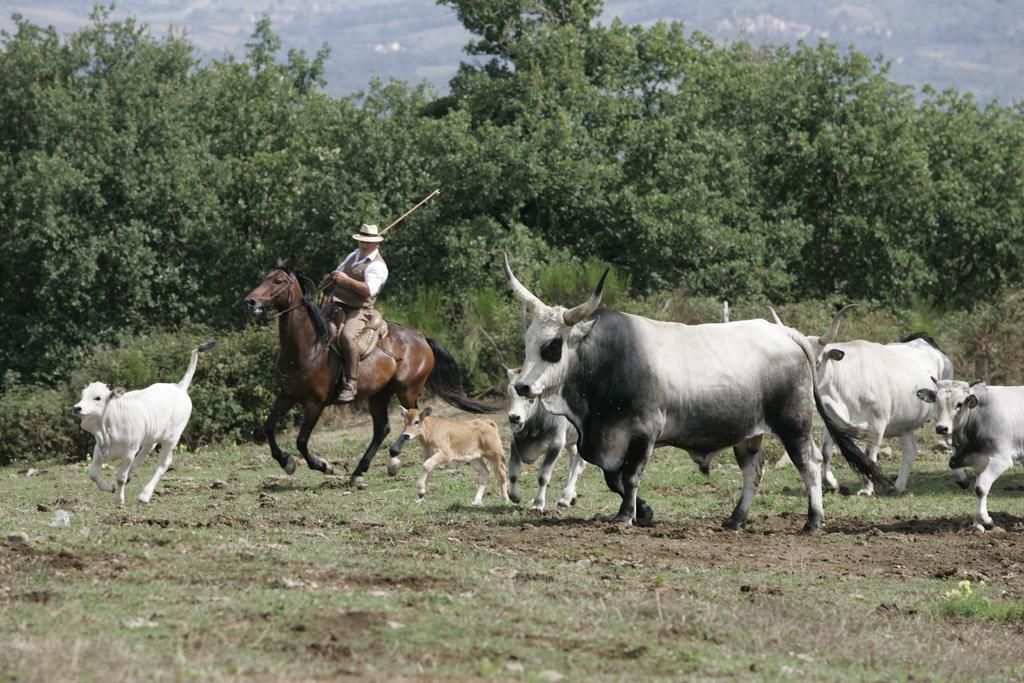 Agriturismo La Forra Cavriglia Bagian luar foto